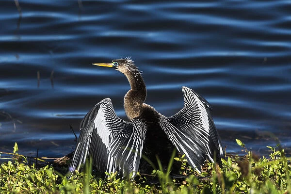 A male Anhinga, drying with wings open, mating season, the eye is ringed green  /  blue