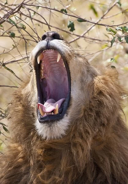 Male Lion (Panthera