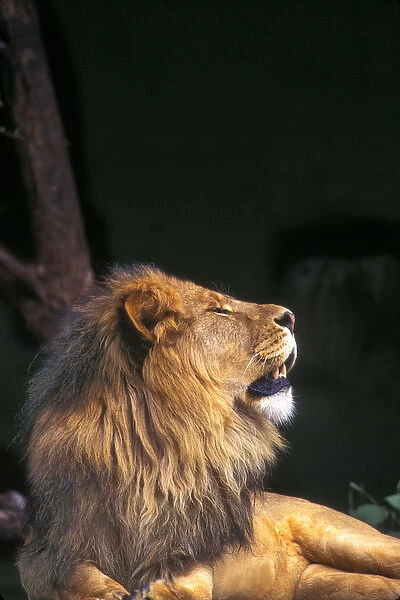 A male lion ralaxes in the late afternoon sun, Africa