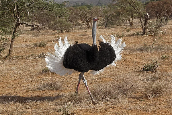 Male Ostrich displaying during mating ritual, Samburu National Game Reserve, Kenya