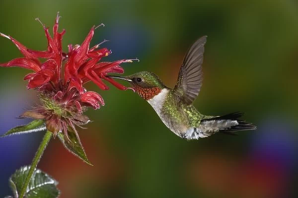 Male Ruby-throated Hummingbird feeding on flower, Louisville, Kentucky