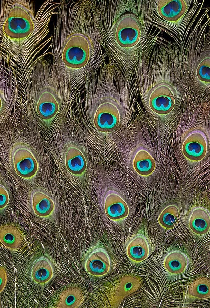 Male Tail feathers Peacock