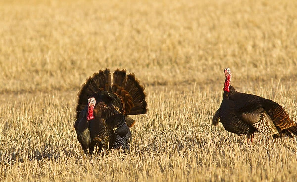 Male tom turkeys in breeding plumage in spring in the Flathead Valley, Montana, USA