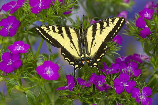 Male Western Tiger Swallowtail Butterfly, Papilio rutulus