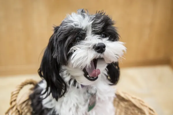 Maltipoo puppy sitting in a basket yawning For sale as Framed