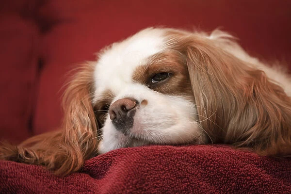 Mandy, a Cavalier King Charles Spaniel sleeping on a towel-covered sofa. (PR)
