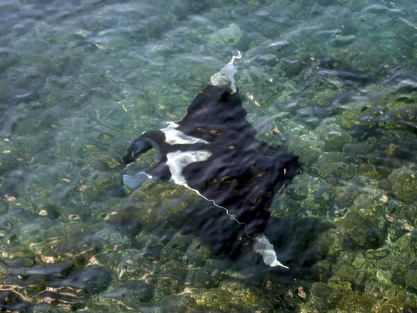 Manta Ray (Manta birostris) with two Remora (Remora remora) off of the Galapagos Islands