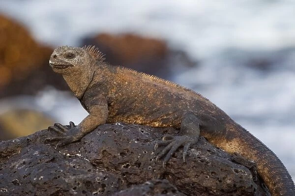Marine Iguana, Santa Cruz Island, Galapagos, Ecuador