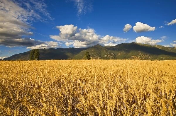 Mature stand of wheat sits below the Swan Mountain Range in the Flathead Valley of