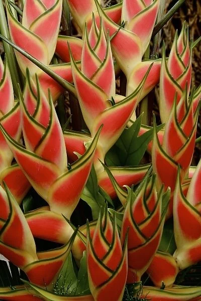 Maui, Hawaii, United States. Ginger plant