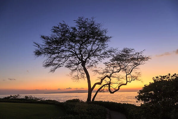 Maui, Hawaii, USA. Trees by the ocean at sunset