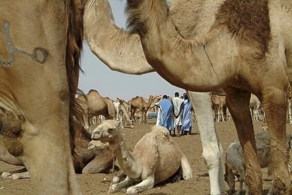 Mauritania, Nouakchott, Dromedaries in the animals market