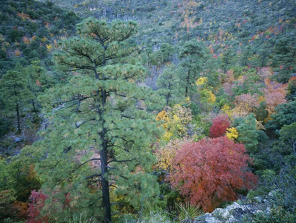 McKittrick Canyon with fall colors, Guadalupe Mountains National Park, Texas, USA