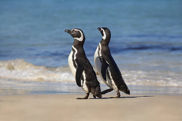 Megellanic Penguin (Spheniscus magellanicus) on the beach, Falkland Islands