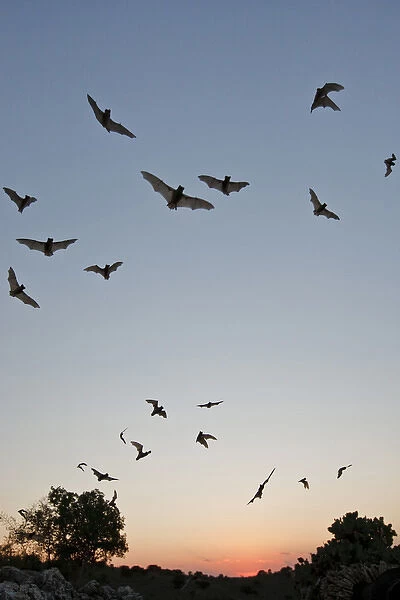 Mexican Free-tailed Bats (Tadarida brasiliensis) nurse colony emerging from Frio Bat Cave at sunset