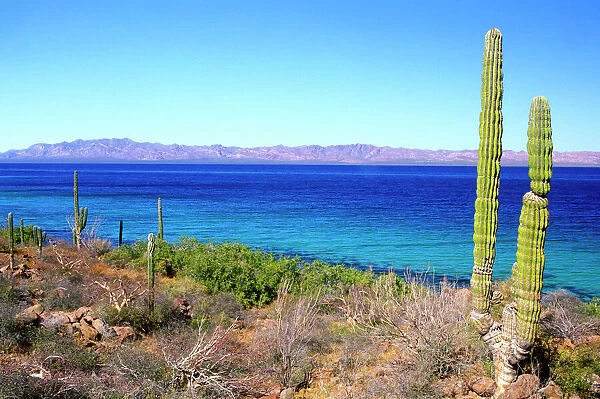 Mexico, Baja California Sur, Mulege, Bahia Concepcion, Cardon Cactus (Pachycereus