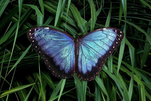 Mexico. Morpho butterfly close-up. (Editorial Use Only)