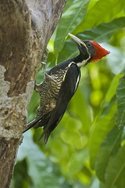 Mexico, Tamaulipas State. Lineated woodpecker perched on dead tree