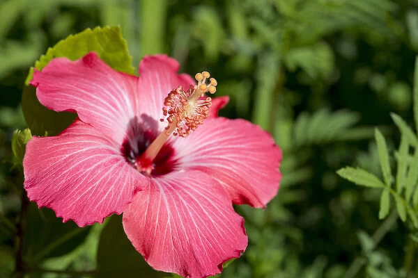 Michigan, Dearborn. Detail of pink hibiscus