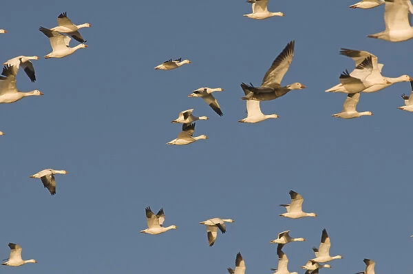 Migrating snow geese, Chen caerulescens, in flight, Bosque del Apache National Wildlife Refuge