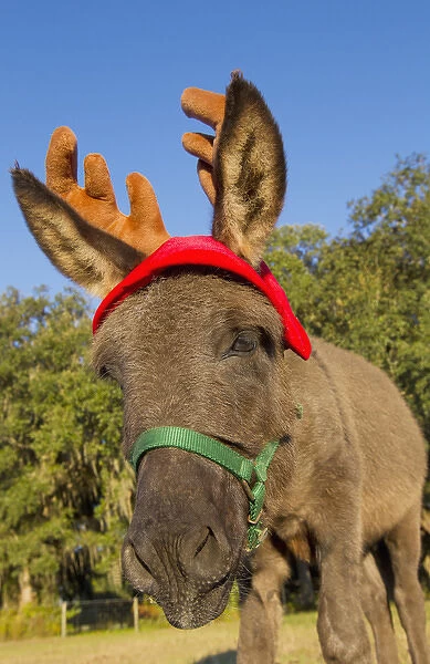 Miniature donkey impersonating a reindeer