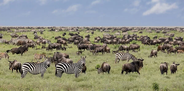 Mixed herd of wildebeest and zebras, Serengeti National Park, Tanzania, Africa