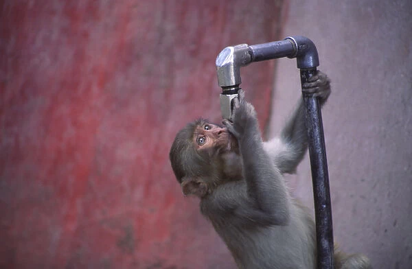 The monkeys at the Jakhu temple in Shimla know where to get a drink of water