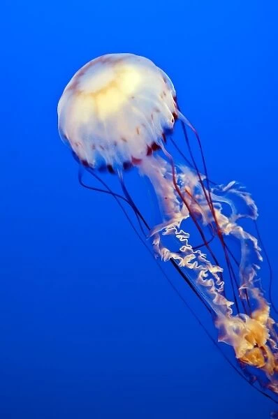 Monterey, California. Sea nettle jellyfish (chrysaora fuscescens) Monterey Aquarium