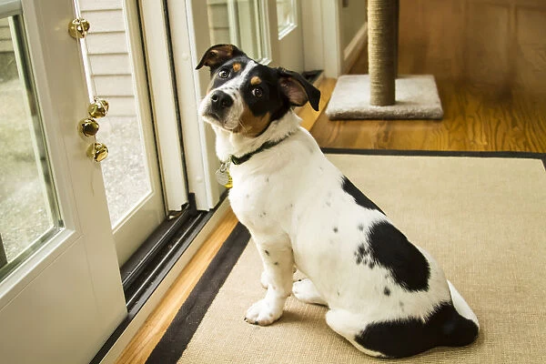 Four month old Fox Terrier Hound mixed breed puppy waiting at the door to go outside