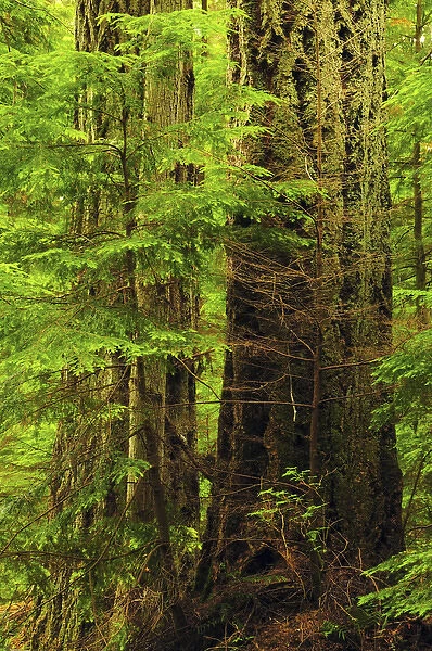 Moran State Park, Washington, USA