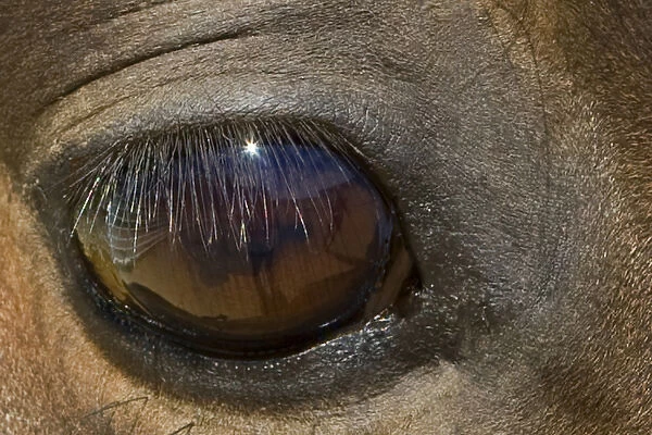 Morgan Horse Eye, star burst in eye