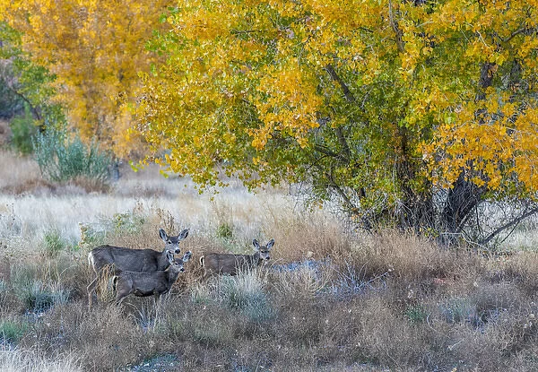Mother and young Mule deer near Moab Utah
