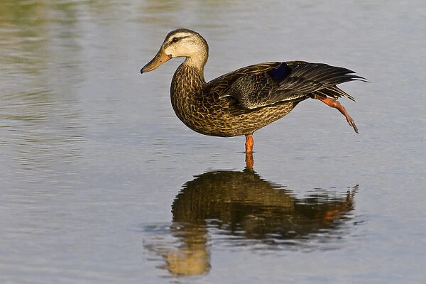 Mottled Duck (Anas fulvigula) female resting in shallow marsh