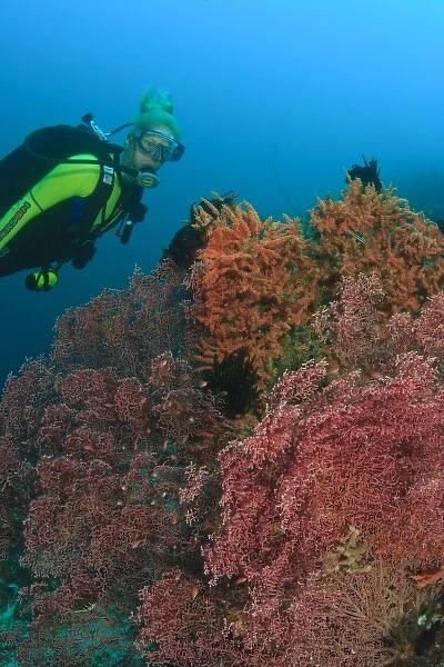 MR female scuba diver near large Gorgonian Sea Fan, Banda Sea, Indonesia