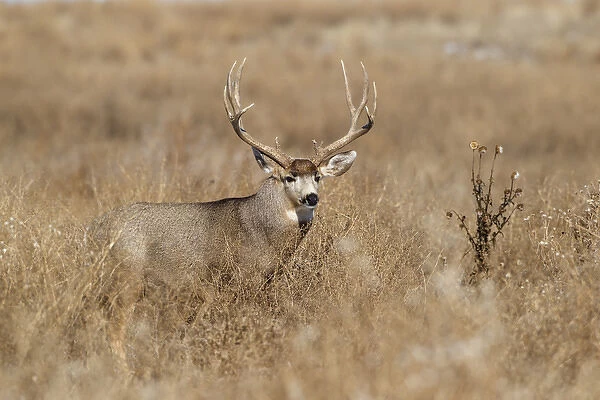 Mule Deer (Odocoileus hemionus) buck in winter grassland cover