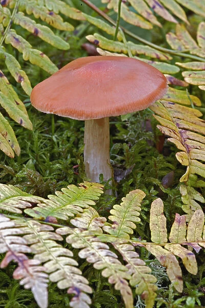 Mushroom and ferns, Birch Forest, Mount Desert Island, Acadia National Park, Maine
