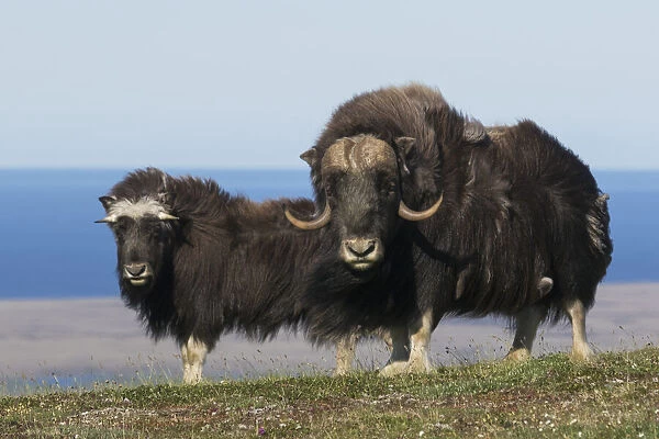 Musk Oxen in front of the Bering Sea