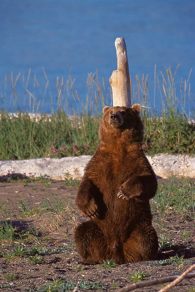 N. A. USA, Alaska, Hallo Bay Brown Bear - Ursus arctos Back scratching