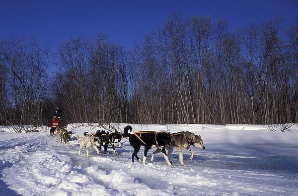 N. A. USA, Alaska, Iditarod Trail Doug Swinly races his dog sled in the 1994 Iditarod