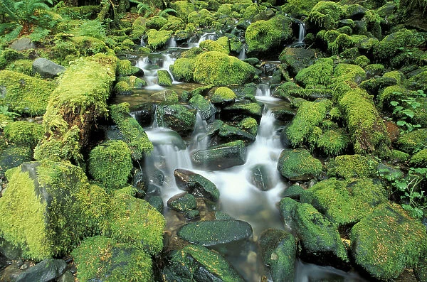 N. A. USA, Washington, Sole Duc, Olympic Nat l Park Small stream in rainforest
