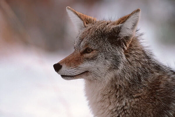 N. A, USA, Wyoming, Grand Teton Nat l Park Coyote