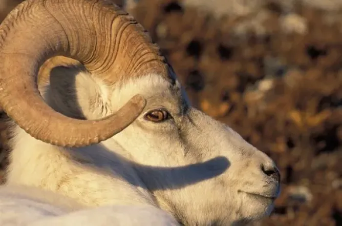 Framed Print : Dall Sheep Portrait Print Framed Print : Dall Sheep Portrait Print