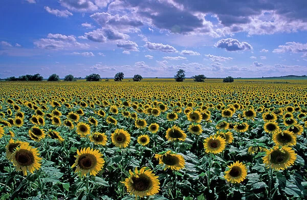 NA, USA, Kansas, Sunflower crop