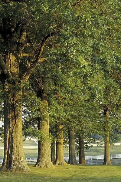 NA, USA, Kentucky, Lexington Row of trees and fences at sunrise, Kentucky Horse Park