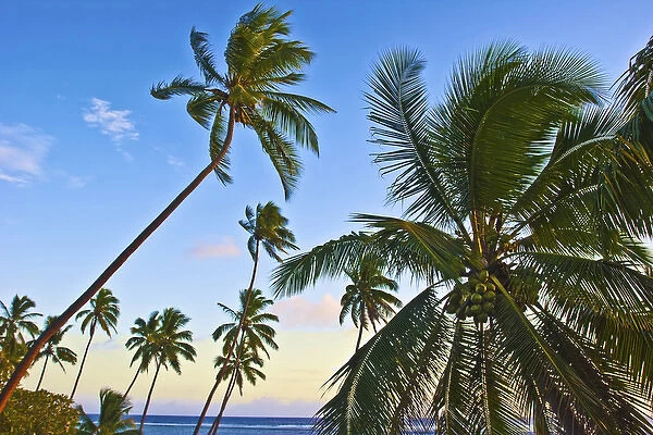Nanuku Levu, Fiji Islands palm trees with coconuts, Fiji, South Pacific, Oceania