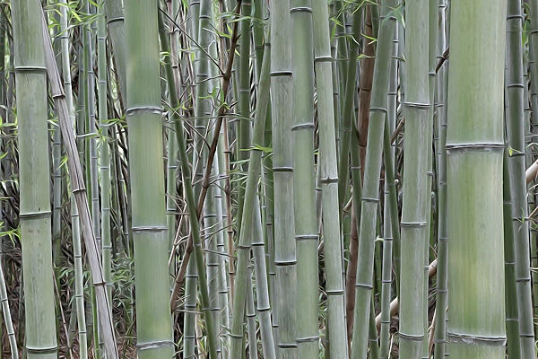 Nara Provence. Abstract of bamboo