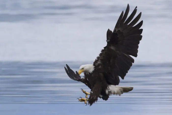 Framed Print : Bald Eagle Attacking Print