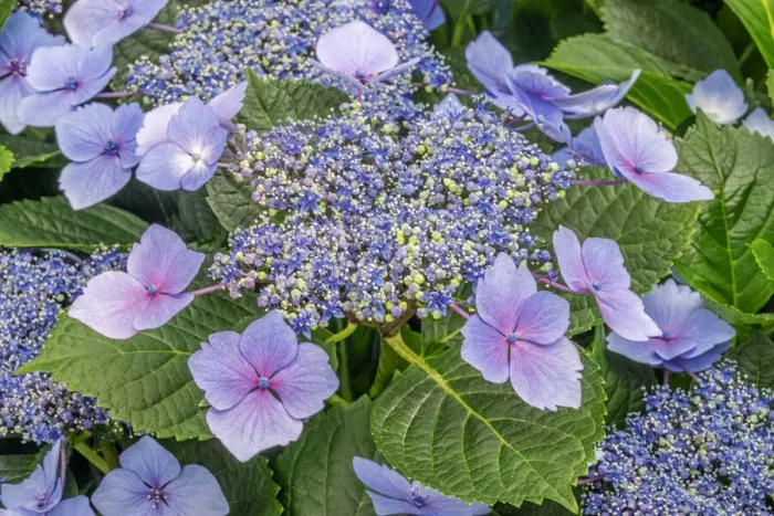 Framed Print : Lacecap Hydrangea Print Framed Print : Lacecap Hydrangea Print
