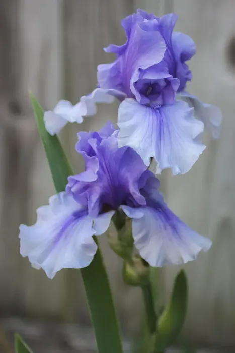 Framed Print : Lavender Iris Print Framed Print : Lavender Iris Print