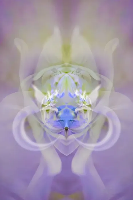 Framed Print : Star of Bethlehem Print with Iris Background Framed Print : Star of Bethlehem Print with Iris Background